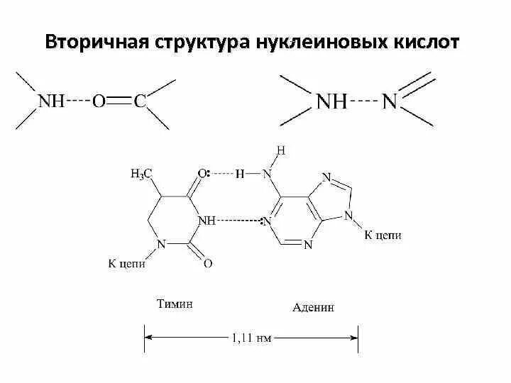 Связи в нуклеиновых кислотах. Строение нуклеиновых кислот формула. Нуклеиновые кислоты формула. Нуклеиновые кислот первичная вторичная. Первичная структура нуклеиновых кислот.