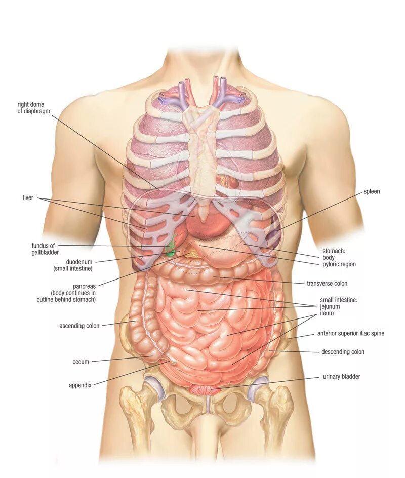 Человек левой стороны какой орган находится. Строение человека спереди под ребрами. Анатомия человека справа под ребрами спереди. Анатомия человека с ребрами и органами. Анатомия человека внутренние органы живота.
