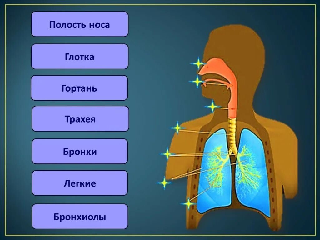 Носоглотка бронхи гортань носовая полость легкие трахея. Дыхательная система трахея анатомия человека. Строение дыхательной системы трахея глотка. Гортань трахея бронхи. Гортань трахея легкие.