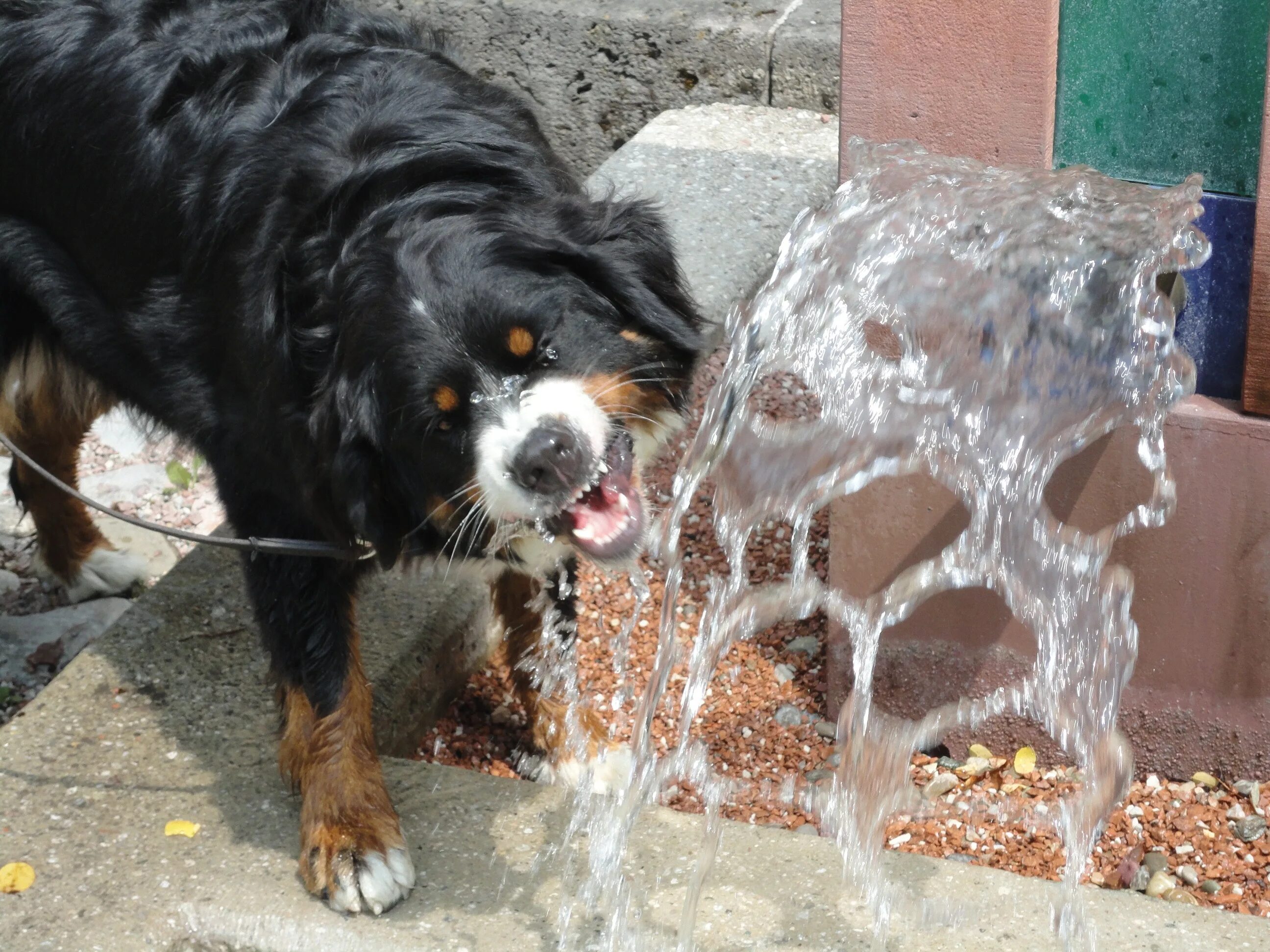 Сколько собака может без воды. Фонтан для собак. Жажда у собаки. Фонтан и пес.
