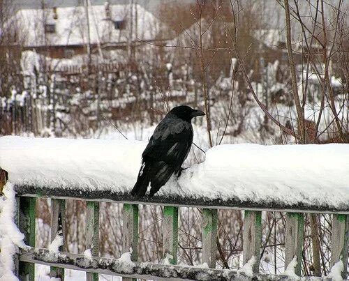 Ворон на заборе. Ворон. Ворон на заборе. Ворона на заборе. Ворон на заборе.