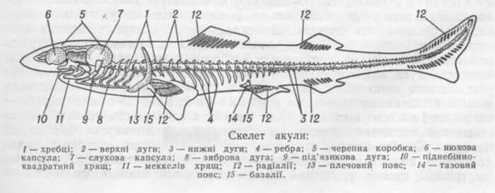 Хрящевые рыбы внутреннее строение скелета. Строение акулы внутреннее скелет. Внутреннее строение хрящевых рыб схема. Строение скелета хрящевых рыб.