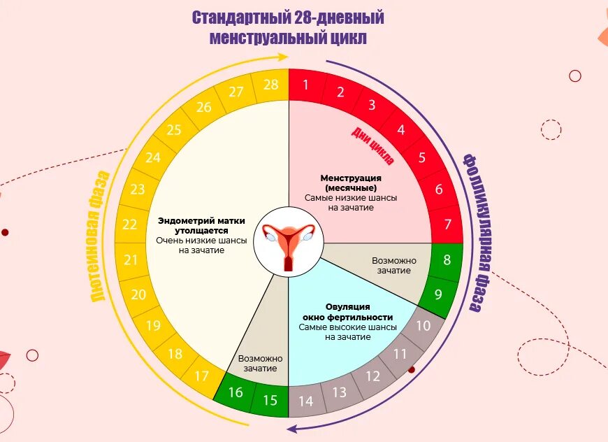 В течении какого времени можно забеременеть