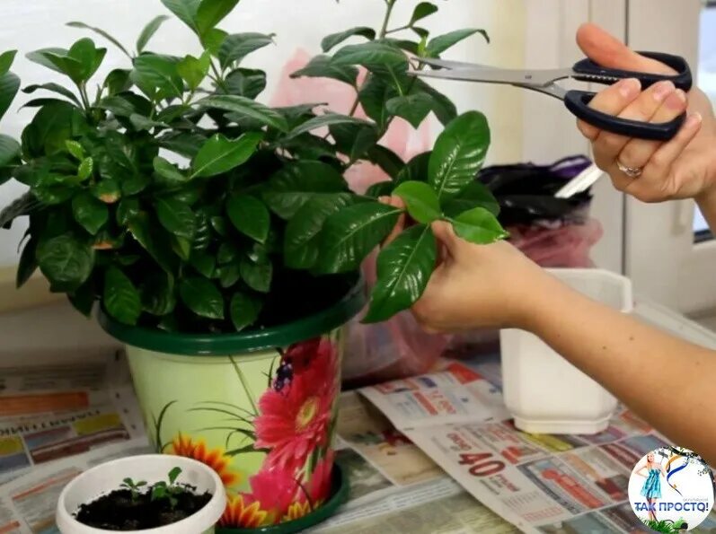 чем подкормить домашнее дерево. фикус бенджамина дунетти. пересаживание толстянки. болезни фикуса бенджамина. фикус бенджамина каучуконосный.