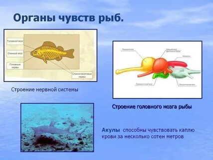 Чувства рыб