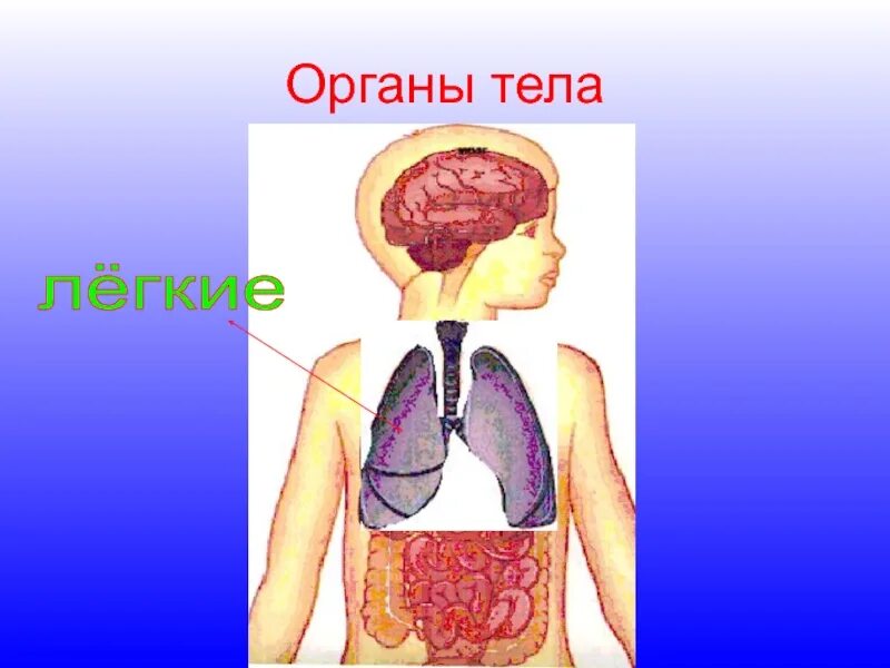 Макет строения внутренних органов человека. Организм человека. Окружающий мир тело человека. Окружающий мир организм человека. Модель внутреннего строения человека.