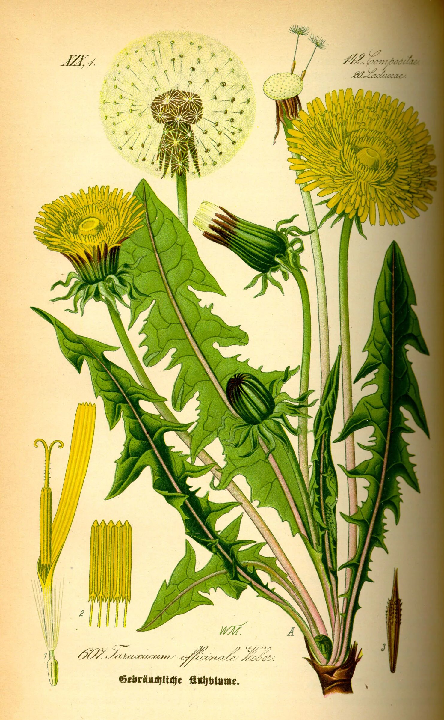 Цветок одуванчика лекарственного. Одуванчик Taraxacum officinale. Хорст корень одуванчик лекарственный 50 г. Одуванчик (корень) 50гр.. Тараксакум оффицинале.