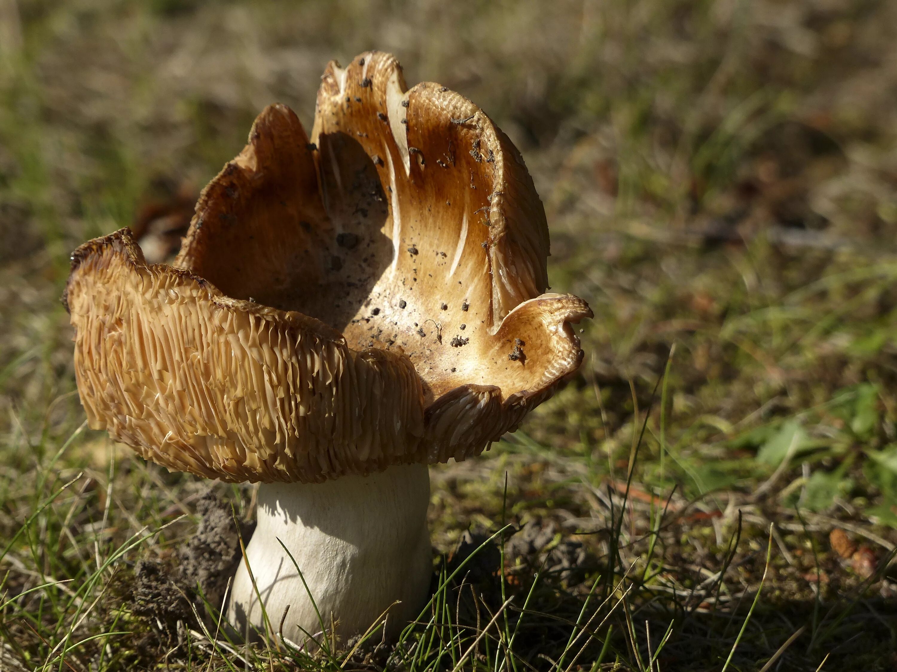 Гриб Agaricus Subrufescens. Солодашки грибы. Весенние грибов съедобные.