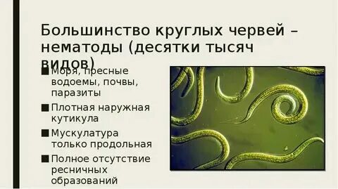 Круглые черви к какому классу относятся