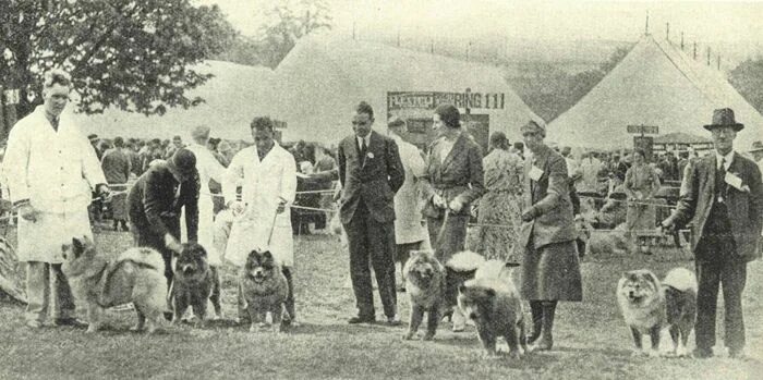 Первая выставка собак. Выставка собак 19 век. Первая выставка для щенка. Крафт выставка собак.