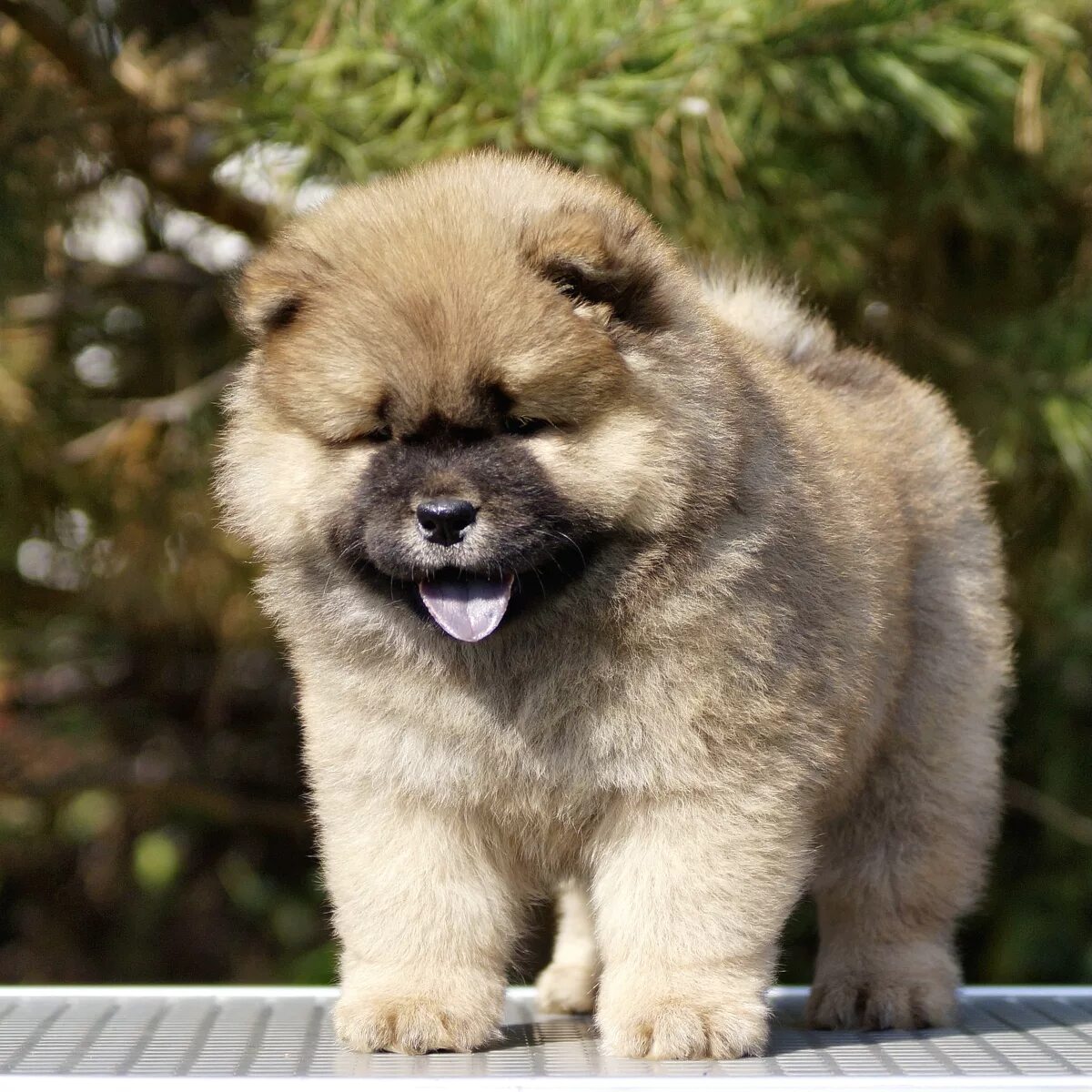 щенки шпица кемерово. кемерово собака чихуахуа щенок. щенки чихуахуа в кемеровской области. купить щенка в кемерово цена. питомник лабрадоров.