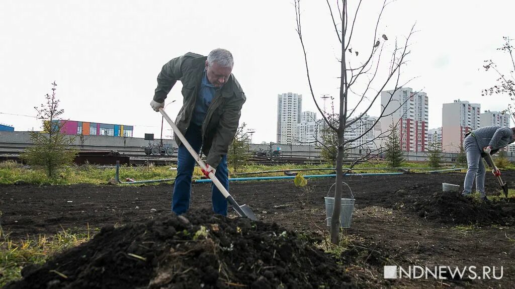 Дедушка посадил дерево 54 года