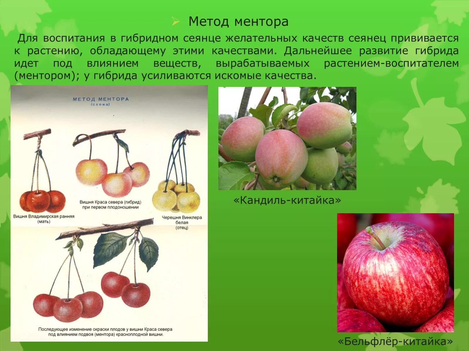 Мичурин метод ментора. Метод ментора в селекции. Методы ментора в селекции растений. Методы селекции растений – отбор и гибридизация.. Гибрид мичурин