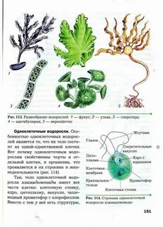 Какой способ размножения указан на рисунке водоросли
