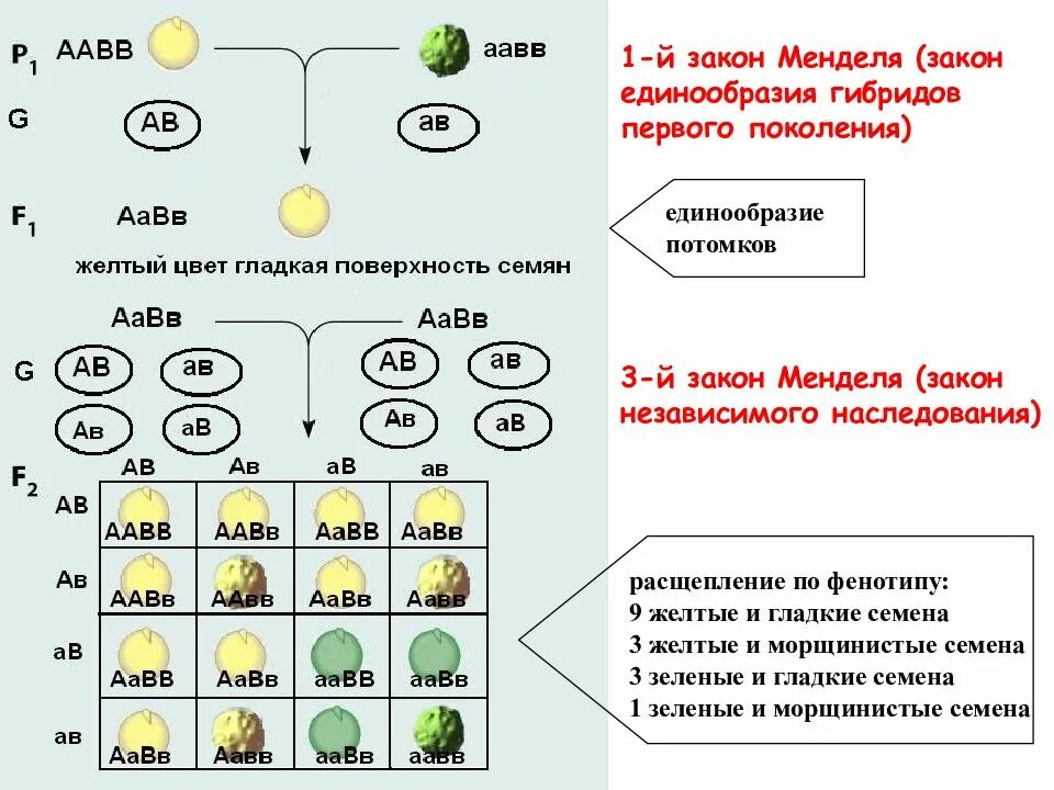 Соотношение расщепления во втором поколении