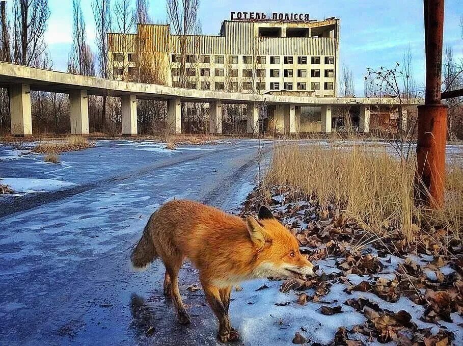 Зона отчуждения Чернобыльской АЭС. Чернобыль зона отчуждения Припять. Зона отчуждения город Припять. Зона отчуждения Чернобыль станция Припять. Http chernobyl