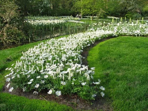 Pin by Rachel Summers on Flowers Bulb flowers, Anemone, Fragrant plant