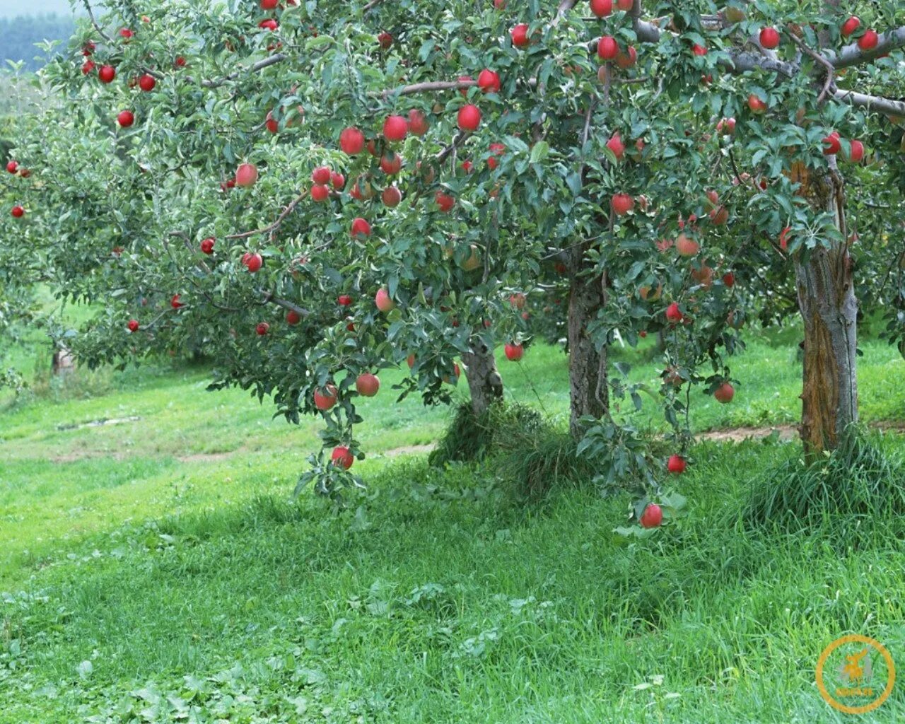 Черкесские сады. Яблоня суперинтенсивное полукарлик. Яблоневый сад Адыгея. Яблоня Медуница полукарлик. Яйлю яблоневые сады.