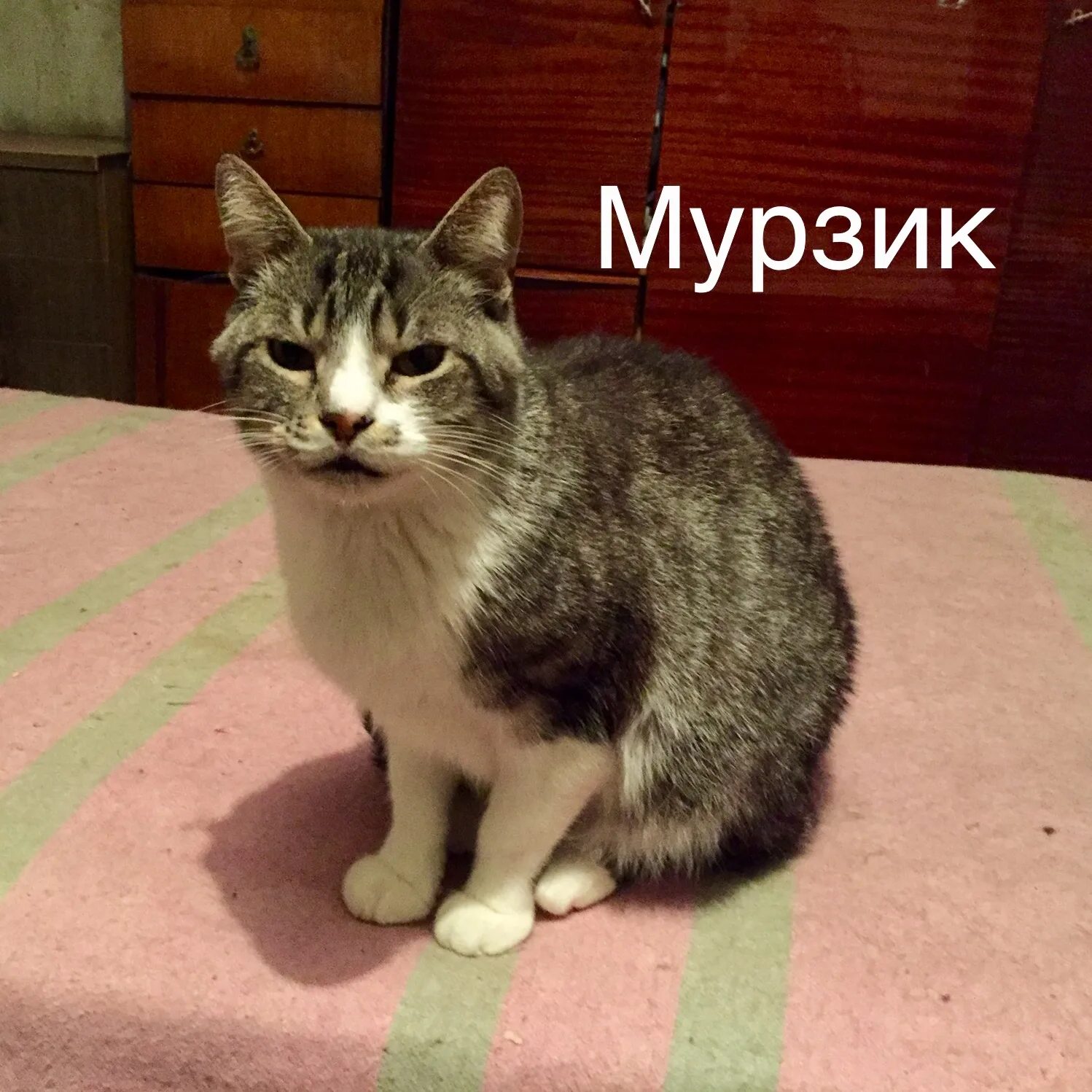 Мурзик