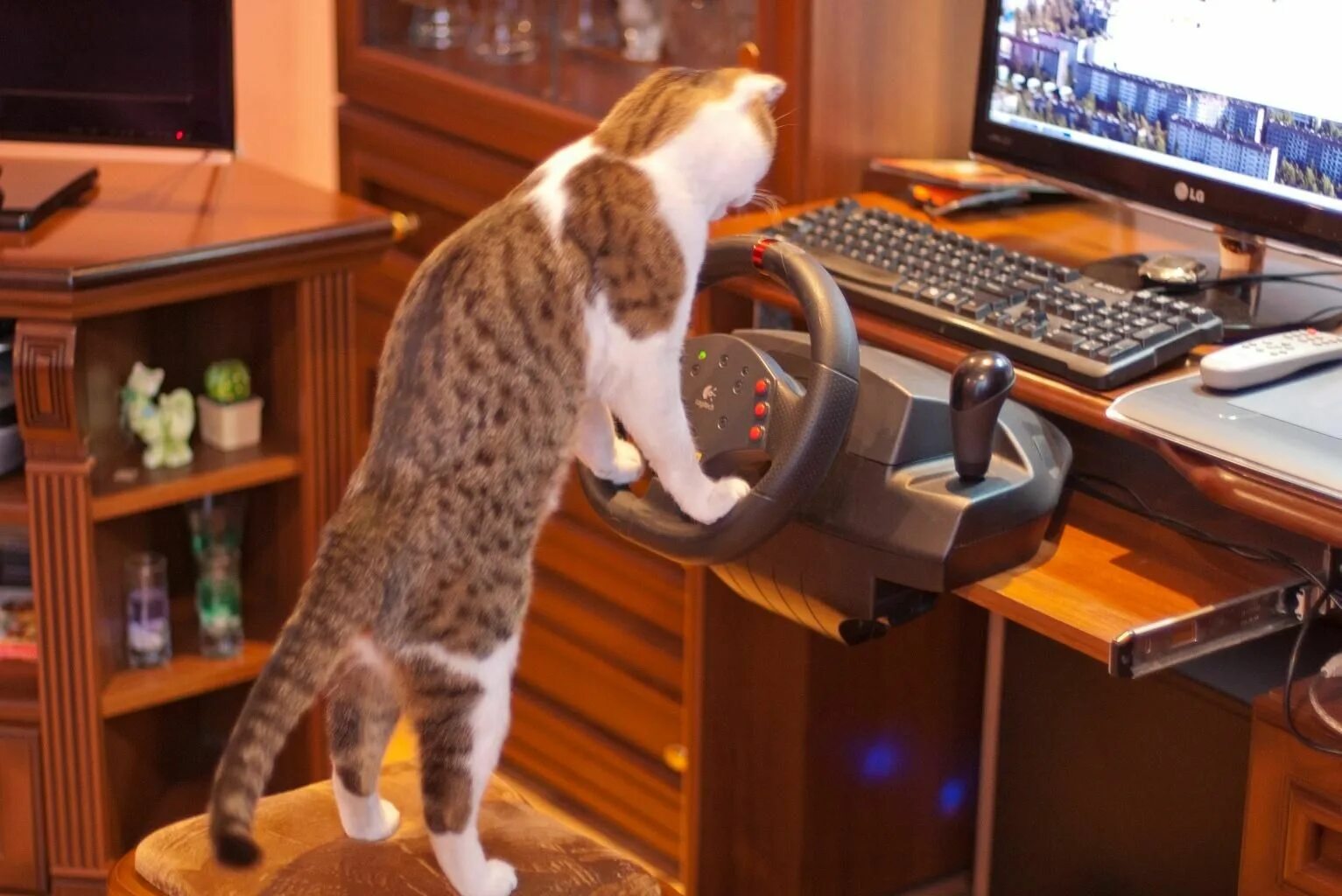Во что поиграть с котом. Котик за компьютером. Кот геймер. Кот за компом. Кот и компьютер.