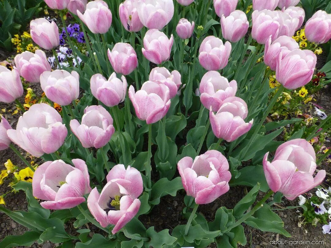 Тюльпан джамбо pink. Тюльпан барре альта. Тюльпан jumbo pink. Тюльпан jumbo pink. Тюльпан jumbo pink.