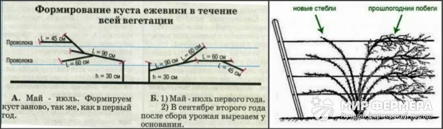 Схема формирования куста ежевики. Ежевика Торнфри формирование куста. Ежевика Торнфри формирование куста схема. Схема обрезки ежевики осенью. Как ухаживать за ежевикой весной