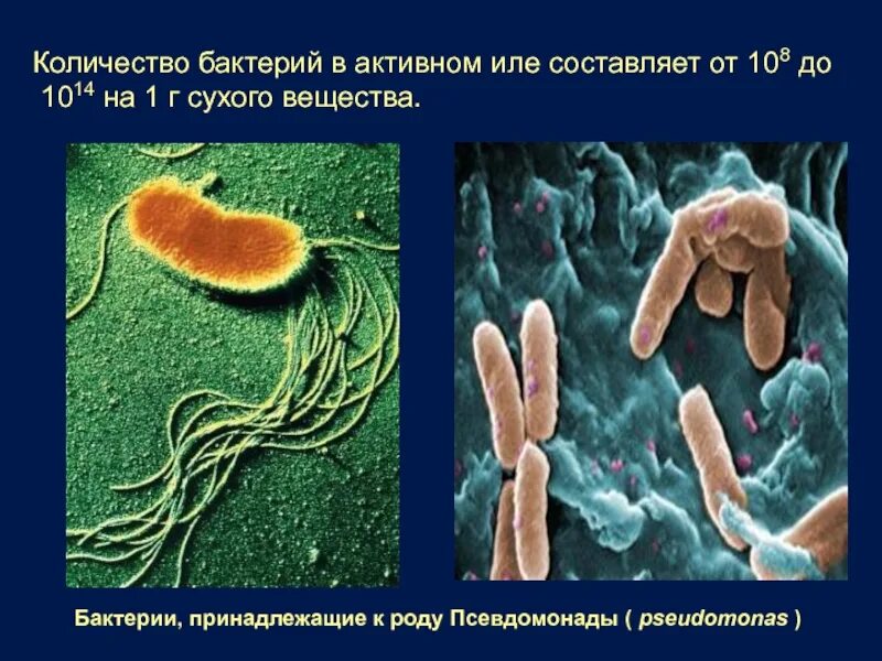 Число бактерии. Бактерии активного ила. микроорганизмы в иле. бактерии аутивного мла. бактерии и микроорганизмы в активном иле.