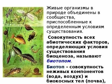 Какие среды обитания живых организмов существуют