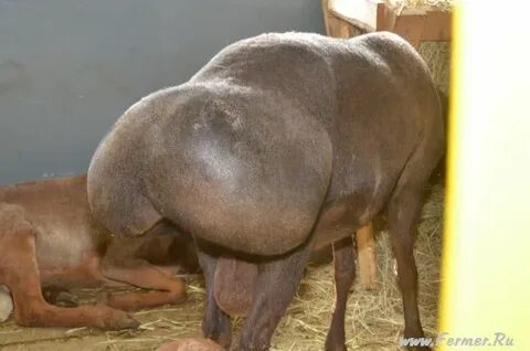 Курдючный жир что это такое