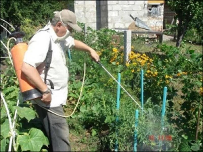 Можно ли опрыскивать медным купоросом. Медный купорос для томатов от фитофторы. Опрыскивание растений медным купоросом. Опрыскиватель для помидор. Медный купорос опрыскивание.