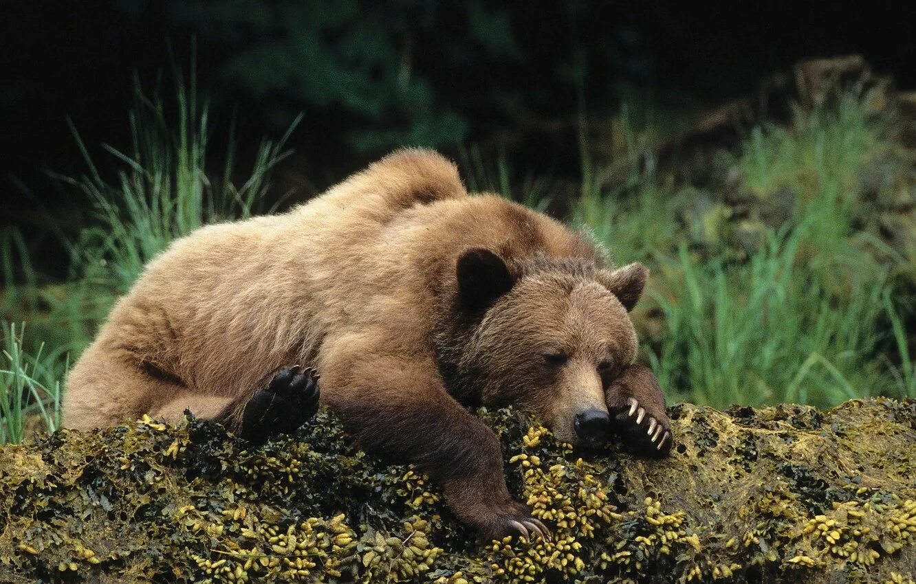 Sleeping bears