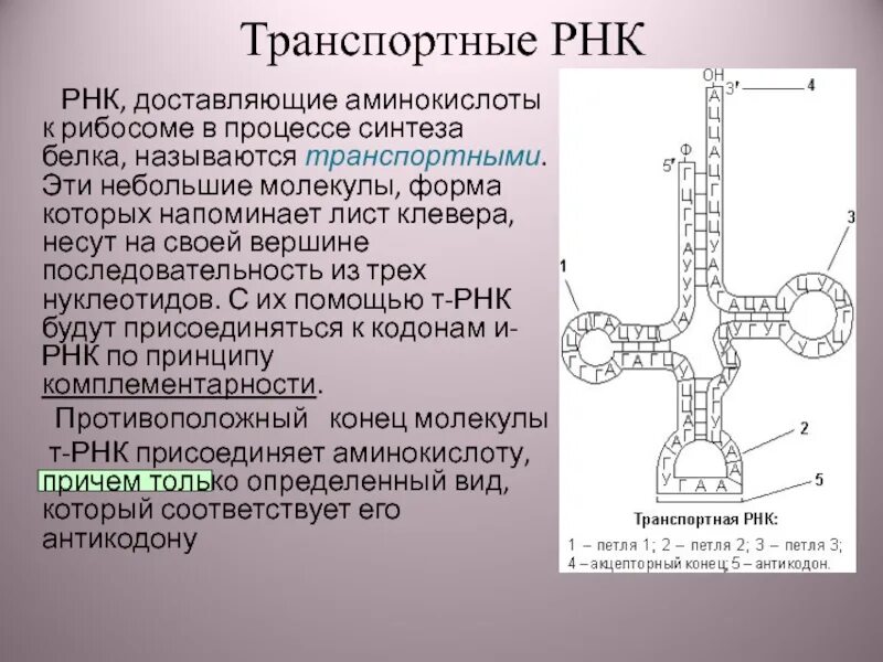 Взаимодействие ТРНК С аминокислотой. Строение транспортной РНК биохимия. ТРНК. Синтез ТРНК.