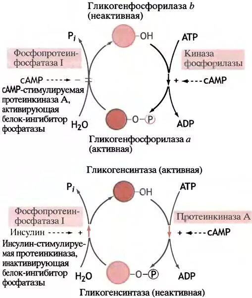 Инсулин стимулирует синтез гликогена. Гликогенфосфорилаза распад гликогена биохимия. Регуляция гликогенсинтазы и гликогенфосфорилазы. Гликоген фосфорилазы витамин в6. Гормональная регуляция фермента гликогенфосфорилазы.