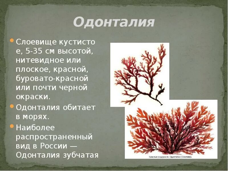 Красные водоросли 7 класс. Красные водоросли Одонталия. Одонталия зубчатая. Одонталия Тип таллома. Одонталия зубчатая водоросль.