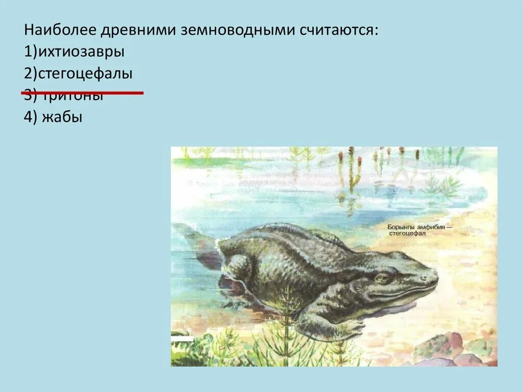 Каких из древних животных считают предками земноводных. Палеозойская эра стегоцефалы. древние земноводные стегоцефалы. древние амфибии стегоцефалы. наиболее древними земноводными считаются.