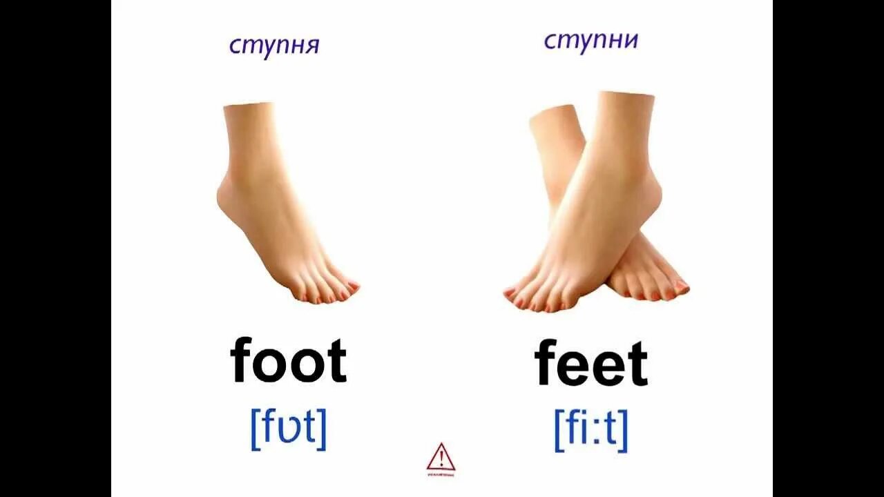 Foot по английски