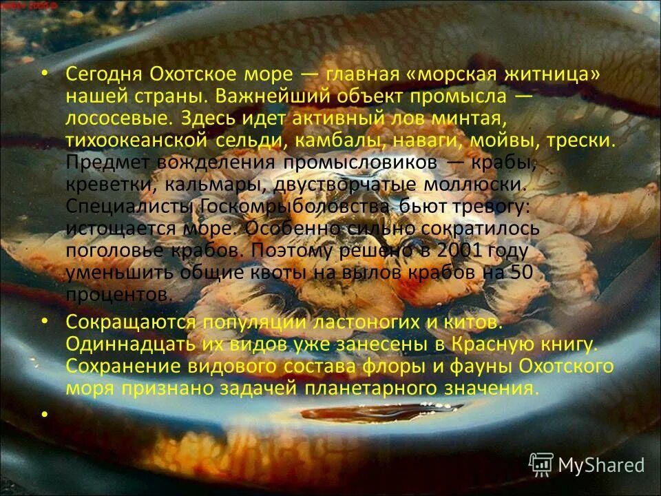 рыбы в промысле. объект промысла. объект промысла. объект промысла. объект промысла.