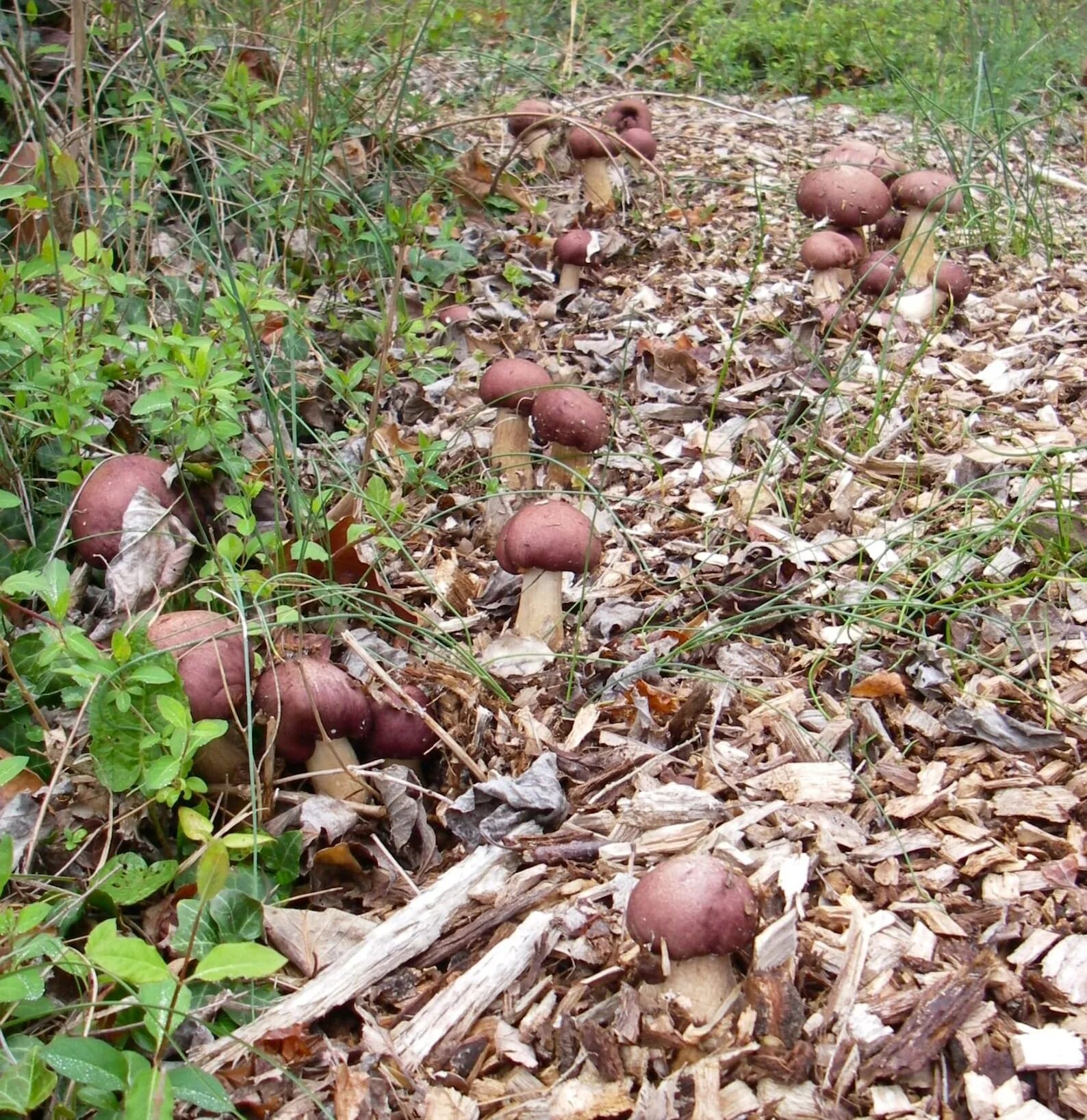 Посеять грибы. Stropharia rugosoannulata гриб. Гриб кольцевик мицелий. Грибы на грядке. Грибы в посадках.