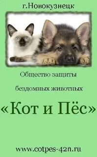 Кот и пес новокузнецк