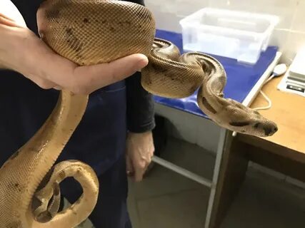 Кто такой герпетолог