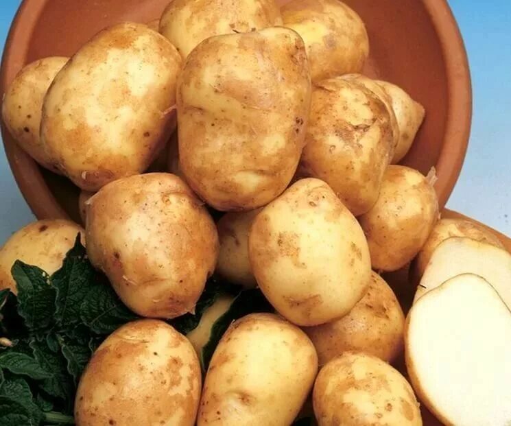 Лучший ранний картофель. Картофель семенной жуковский ранний. сорт картошки киви. сорт картофеля жуковский ранний. картофель сорт киви.