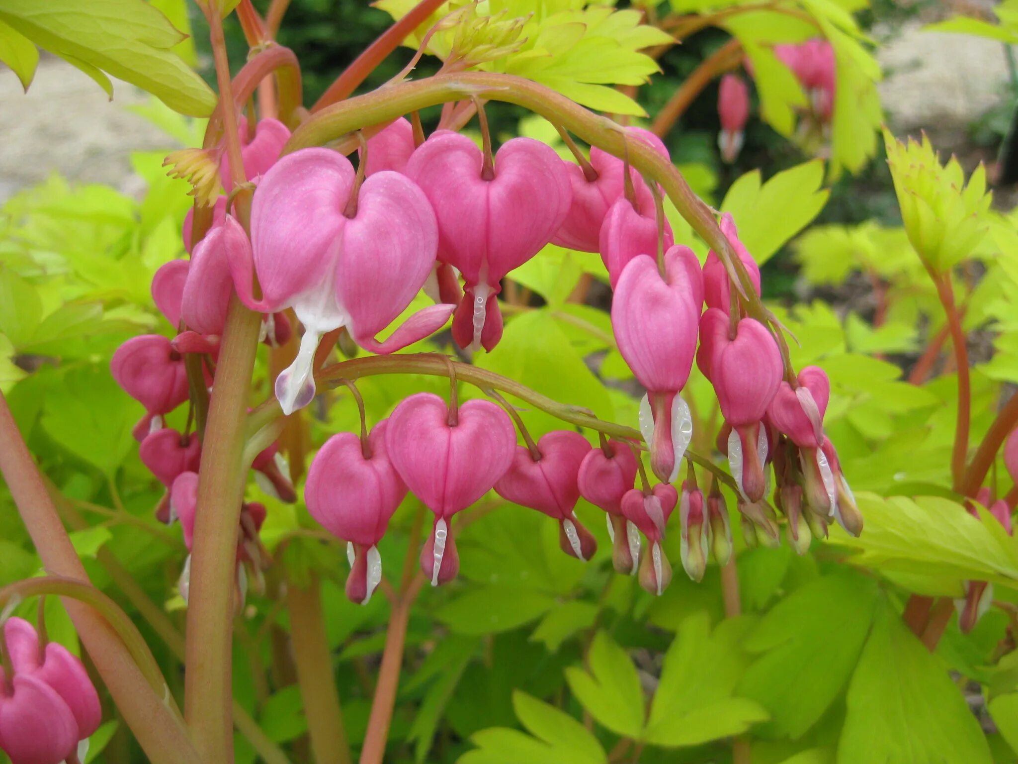 Дицентра великолепная Голд Харт. Дицентра великолепная (Dicentra spectabilis).