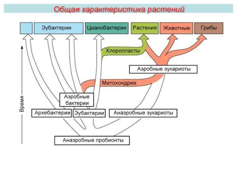 Как шла эволюция бактерий животных растений