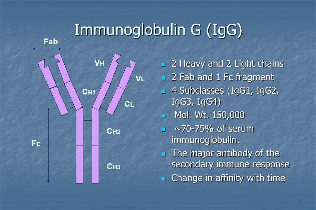 Иммуноглобулин g 2,85. IGG иммуноглобулин. Иммуноглобулин g. Иммуноглобулины g и m.