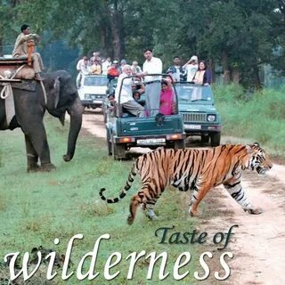 Wildlife tour