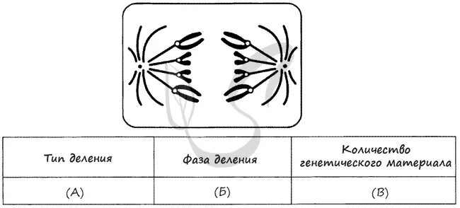 Тест по мейозу 10 класс. Анафаза митоза диплоидной клетки. Анафаза мейоза 1. Определите Тип и фазу деления клетки. Анафаза митоза биология ЕГЭ.