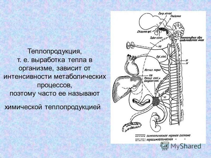 Сколько вырабатывает организм. Выработка тепла в организме. Органы вырабатывающие тепло. Выработка тепла организмом человека. Где вырабатывается тепло в организме.