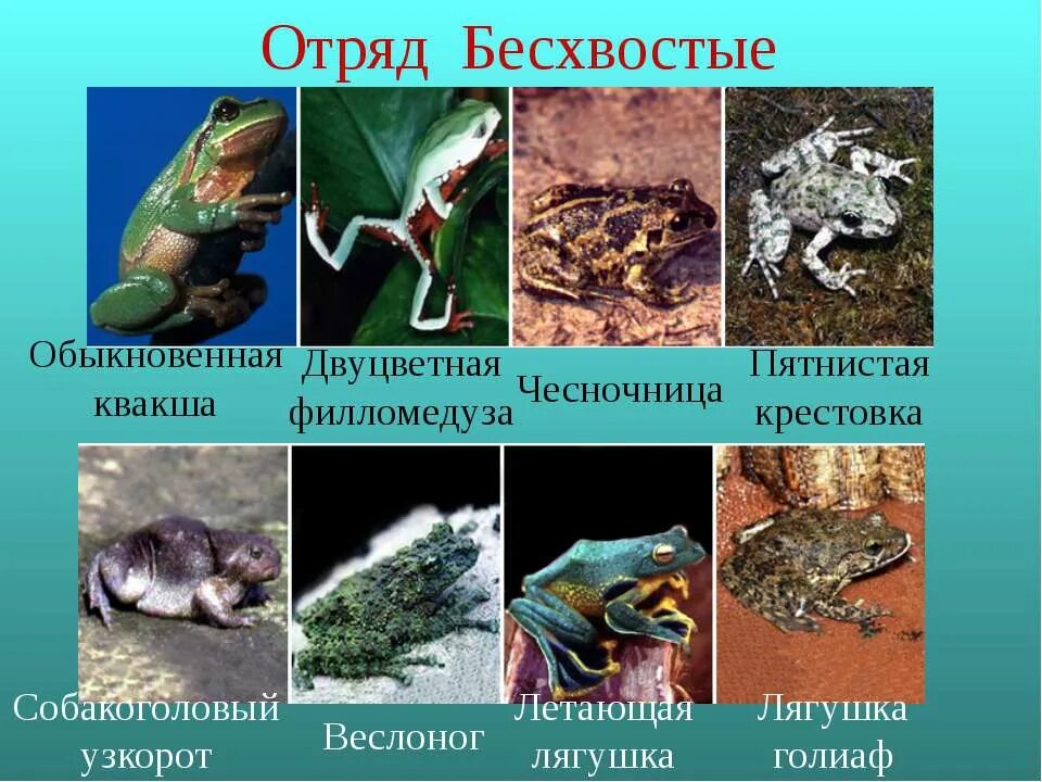 Самостоятельная работа по биологии земноводные. Тест 7 класс земноводные амфибии с ответами. Тест по биологии 7 класс амфибии и земноводные. Тест по биологии 8 класс земноводные с ответами. Упражнения по биологии 7 класс.