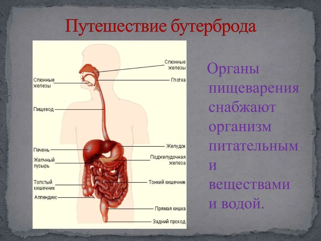 Органы пищеварения. Система органов пищеварения человека. Путешествие бутерброда по пищеварительной системе. Строение пищеварительной системы человека. Как работает наш организм 3 класс тест