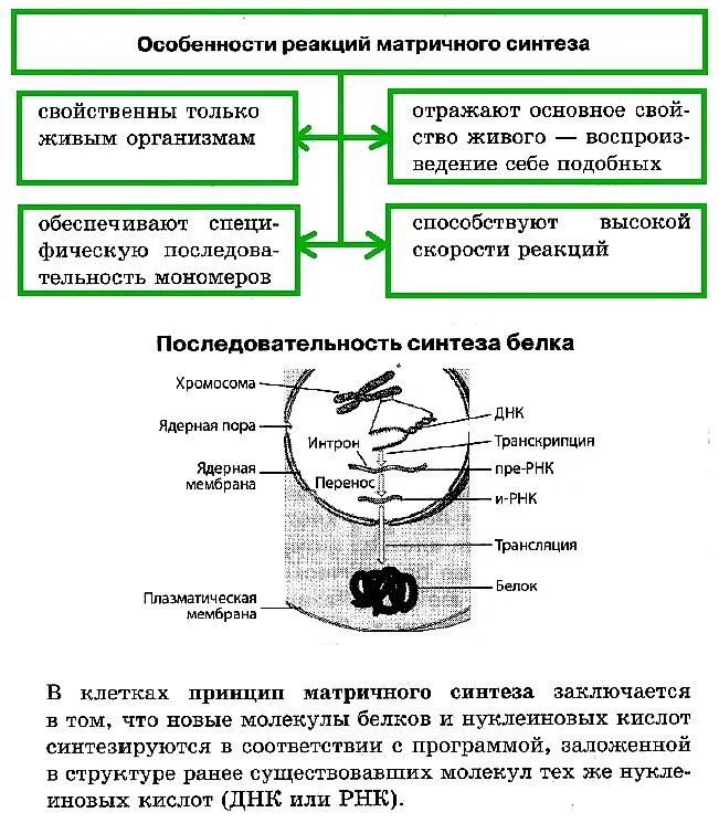 В результате реакций матричного синтеза синтезируются молекулы. Реакции матричного синтеза схема Синтез белка. Реакции матричного синтеза схема. Реакции матричного синтеза это в биологии. Матричный Синтез схема.